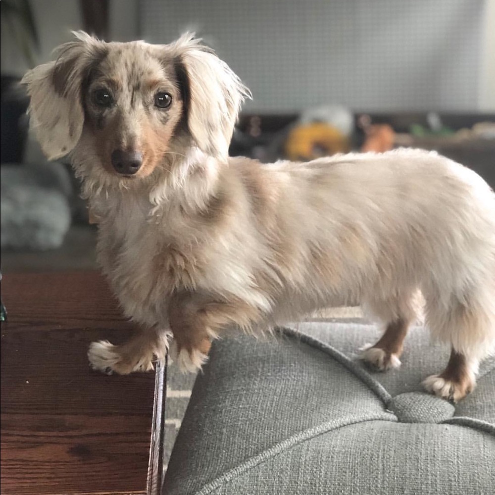 Meet your Posher, Maddy